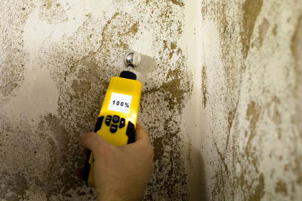 Best Home Mold Removal  in St Peters, MO